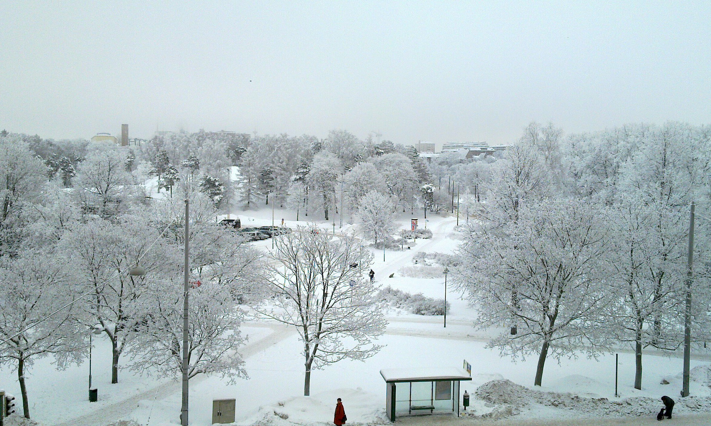 Frosted Trees